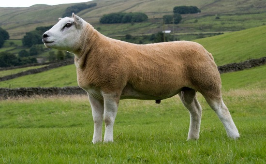 Hơn 11,3 tỷ VND cho Chú cừu đắt nhất thế giới