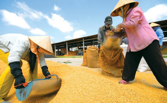 Hạt gạo Việt và câu chuyện "chiếu dưới" sau 30 năm xuất khẩu