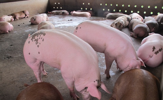 Vì sao giá lợn hơi tăng trở lại, trong khi cơ quan chức năng nói giá sẽ giảm?