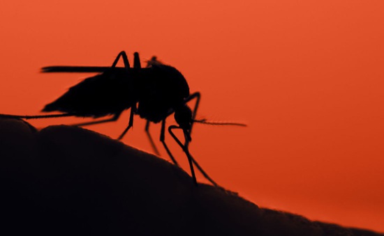 Một bang của Mỹ hối thúc người dân ở nhà vì bệnh nguy hiểm do muỗi truyền