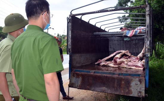 Phát hiện gần 1 tấn lợn và thịt lợn mắc dịch tả lợn châu Phi