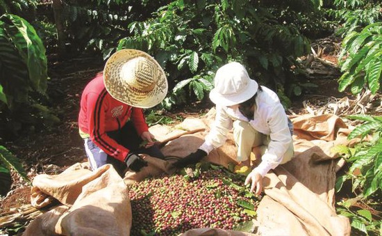 Sản xuất và xuất khẩu cà phê vẫn gặp khó