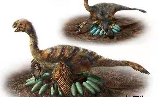 Phát hiện nhiều hóa thạch khủng long quý hiếm có niên đại 70 triệu năm ở Trung Quốc