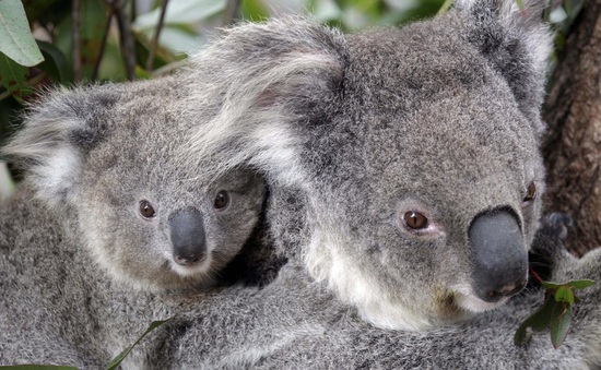 Tiêm vaccine ngừa bệnh lây qua đường tình dục chlamydia để kéo dài sự sống cho koala