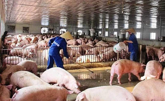 Người chăn nuôi lợn đang "khóc dở, mếu dở"