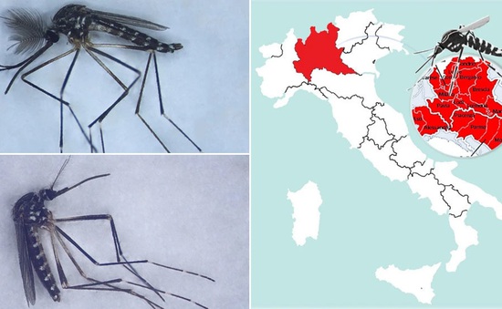Muỗi ngoại lai từ Đông Á có thể là vật trung gian truyền bệnh và virus tại Italy