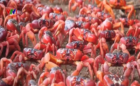 Hàng triệu con cua đỏ di cư về biển Australia đẻ trứng