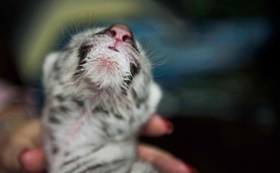 Hổ trắng quý hiếm chào đời tại vườn thú Nicaragua