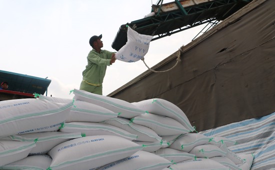 Doanh nghiệp có thể bị thu hồi giấy phép nếu không xuất khẩu gạo