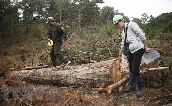 Kiểm điểm lãnh đạo Sở NN&PTNT Lâm Đồng các thời kỳ vì để mất hơn 777 ha rừng