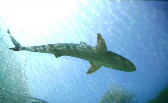 Cá mập tấn công khiến vận động viên lướt sóng thiệt mạng ở bãi biển California