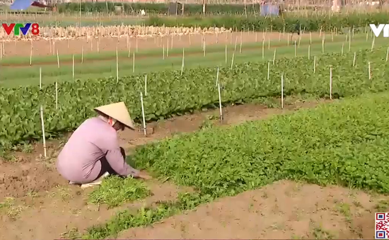 Nghệ An: Hàng trăm tấn rau màu thối rữa vì ế ẩm