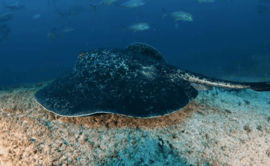 Cận cảnh loài cá đuối cực độc với nọc có thể giết chết người
