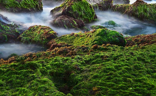 Mê mẩn thảm rêu xanh ấn tượng ở biển Nha Trang
