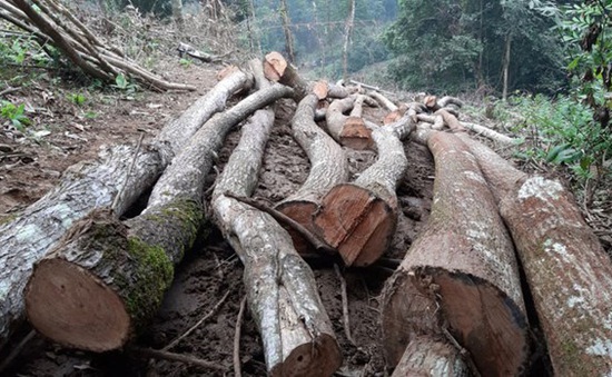 Đốn chặt trái phép hàng nghìn m2 rừng đặc dụng được bảo vệ nghiêm ngặt, nằm gần nhà dân