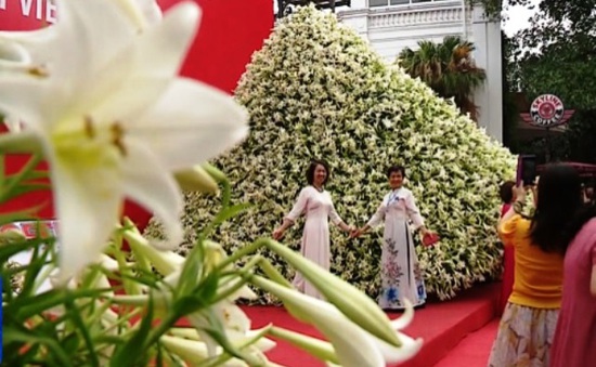 Chiêm ngưỡng nón hoa loa kèn lớn nhất Việt Nam