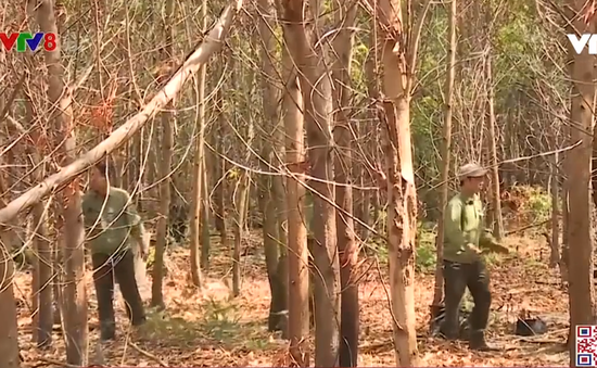 Đắk Lắk: Triển khai nhiều biện pháp phòng cháy, chữa cháy rừng