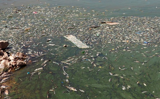 Hàng tấn cá chết nổi trắng trên hồ bị ô nhiễm ở Lebanon