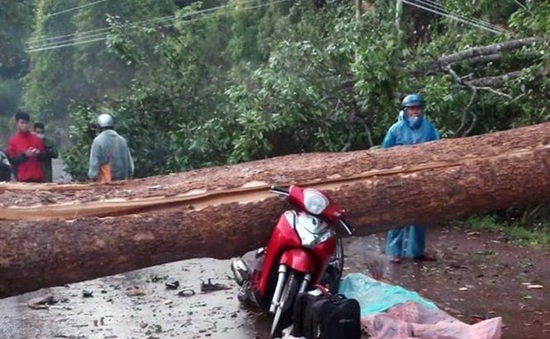 Lốc xoáy quật đổ cây rừng, đè trúng 2 phụ nữ