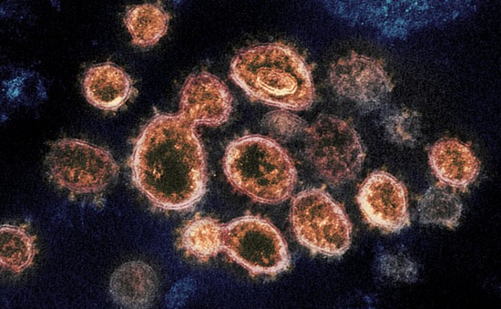 Phát hiện điểm yếu của virus SARS-CoV-2