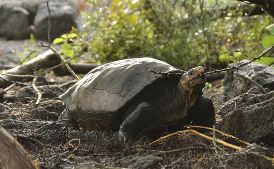 Rùa tuyệt chủng cách đây hơn 100 năm bất ngờ xuất hiện ở Galápagos