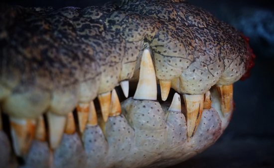 Cá sấu "khủng" dài tới 5m nhảy lên thuyền tấn công người ở Australia