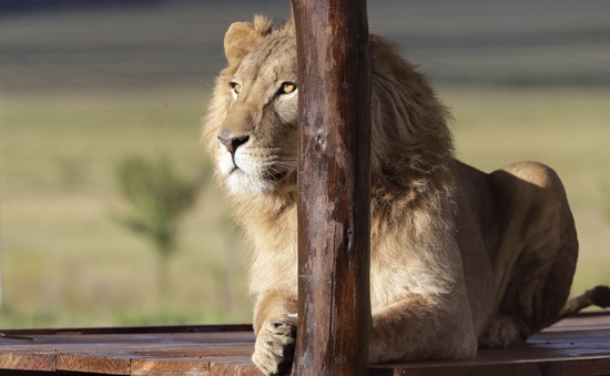 Nam Phi hướng tới cấm nuôi nhốt sư tử để kinh doanh du lịch