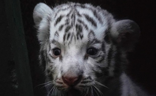 Hổ trắng quý hiếm ra đời ở Vườn thú quốc gia Cuba
