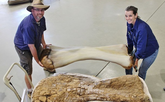 Phát hiện loài khủng long mới có kích cỡ khổng lồ tại Australia