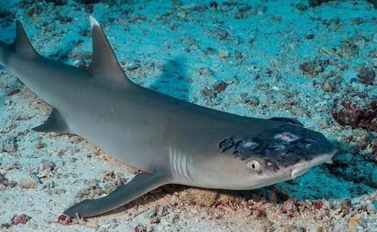 Cá mập ở rạn san hô Malaysia mắc bệnh ngoài da bí ẩn