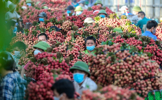 Không “ngăn sông, cấm chợ” xe chở vải thiều từ Bắc Giang