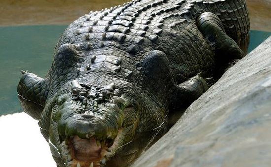 Cá sấu tiền sử "khủng" dài tới 7 mét từng sống tại Australia