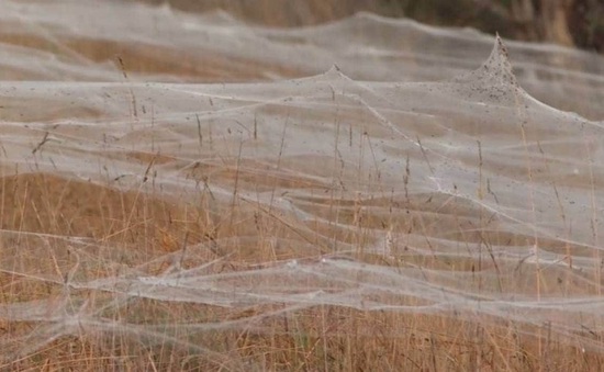 Vì sao hàng loạt mạng nhện phủ trắng các khu vực của bang Victoria, Australia?