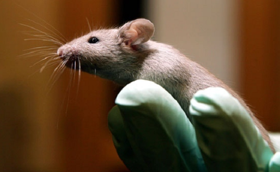 Phát hiện khả năng tái tạo não từ tế bào trong não chuột