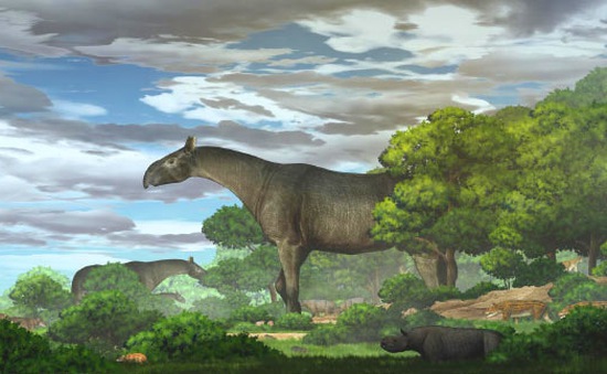 Phát hiện hóa thạch của loài tê giác khổng lồ cao trên 6m, nặng hơn 20 tấn