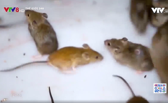 Chuột tấn công trại giam ở Australia