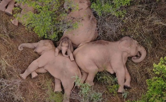 Đàn voi cùng ngủ gây sốt trên mạng