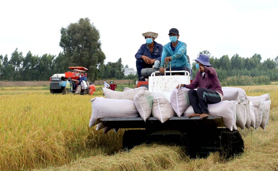 Tạo thuận lợi tối đa cho thu hoạch, thu mua lúa