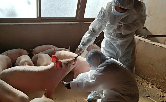 Nhiều nhà sản xuất thịt lợn Trung Quốc ngập trong nợ