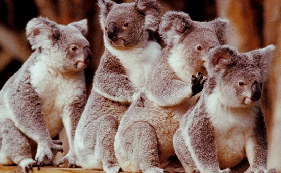 Australia mất đi 1/3 số Koala trong 3 năm qua