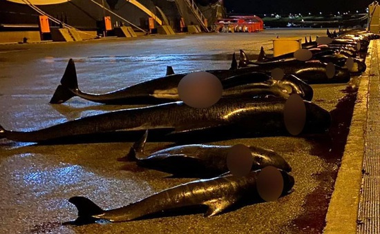 Thêm hàng chục con cá heo bị giết thịt tại quần đảo Faroe