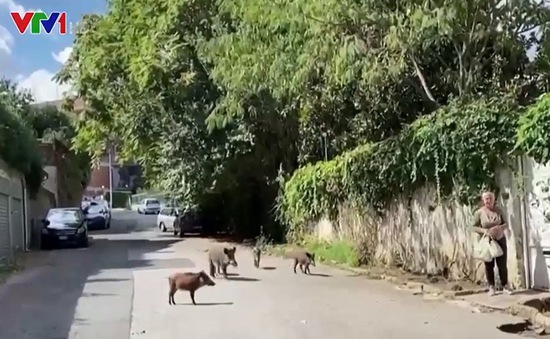 Lợn rừng giữa phố Rome khiến người dân sợ hãi