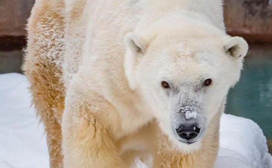 Gấu Bắc Cực "cao niên" nhất được người chăm sóc qua đời tại vườn thú Milwaukee