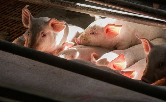Thái Lan tạm dừng xuất khẩu lợn
