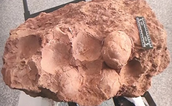 Trứng khủng long hóa thạch 70 triệu năm ở Trung Quốc