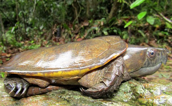 Thanh Hóa phát hiện nhiều cá thể rùa quý hiếm