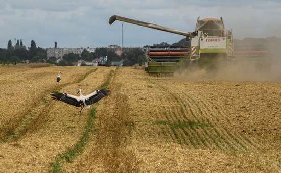 Ukraine đàm phán gia hạn thỏa thuận xuất khẩu ngũ cốc