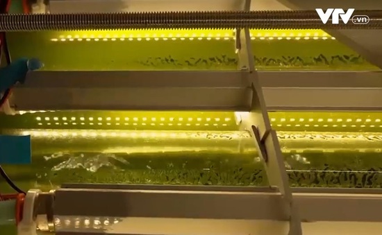 Sử dụng vi tảo hấp thụ khí CO2
