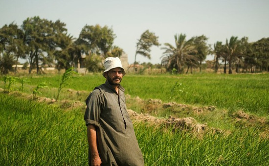 Nhiệt độ tăng và nước biển dâng cao, đất nông nghiệp ở châu thổ sông Nile ngày càng nhiễm mặn