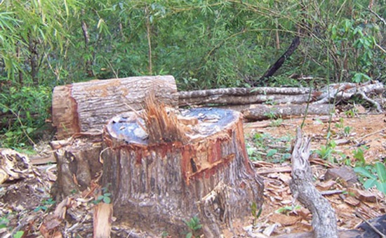 Đề nghị chuyển hồ sơ sang cơ quan điều tra vụ công ty lâm nghiệp để mất hơn 1.700ha rừng
